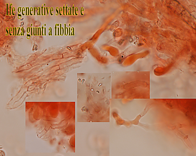 Un corticioide dalla Sicilia (Hyphodermella corrugata)